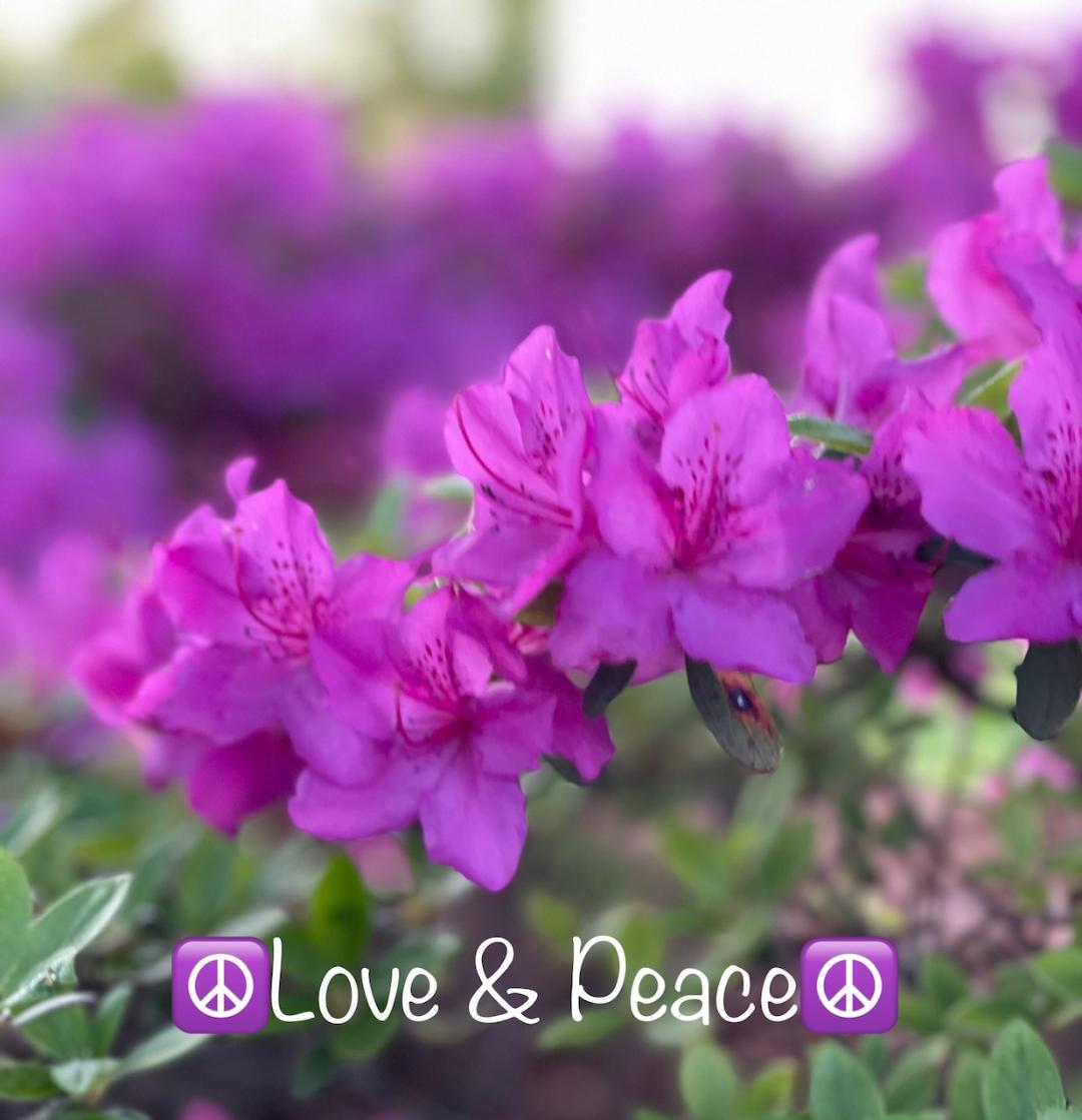 dugsir56's tweet photo. Good afternoon my dear friends. Here is some azaleas pictures from 04-13-22 in early spring
💜☮️🤟✌️ https://t.co/2QWovmyXYF