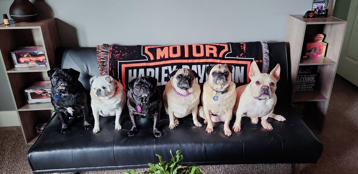 gloinvt's tweet photo. PUG PENTA PLUS ONE! ❤️🐾
#Pugsoftwitter 
#pugs 
#puglife 
#puglover 
#pugdog 
#cutedogs https://t.co/wKmt032Wue