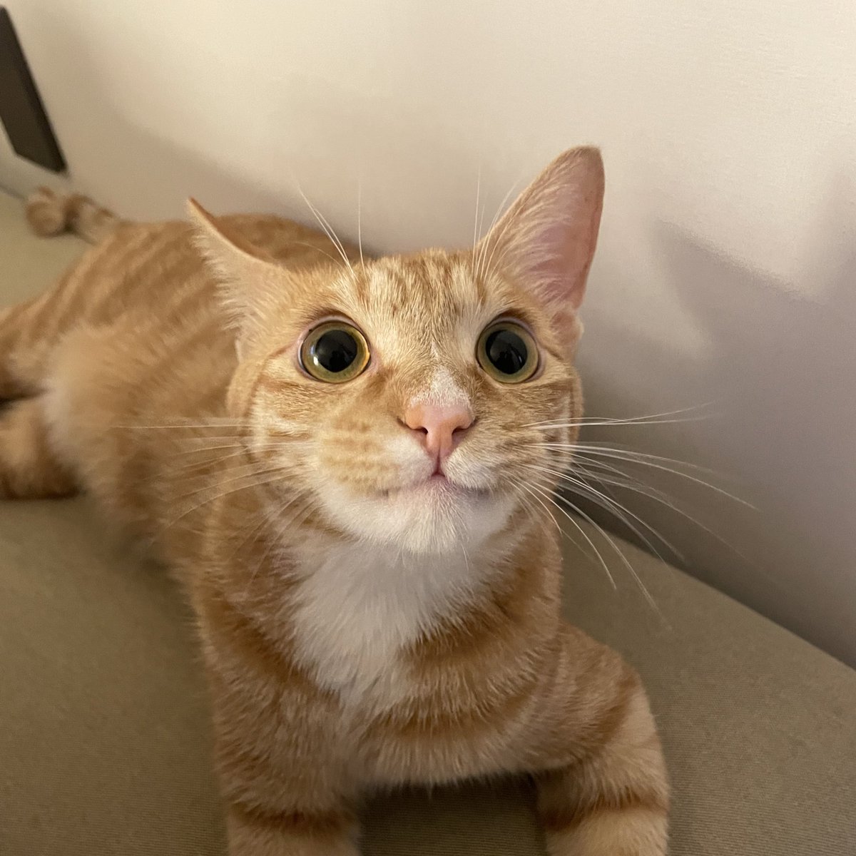 가짜 광기                          진짜 광기