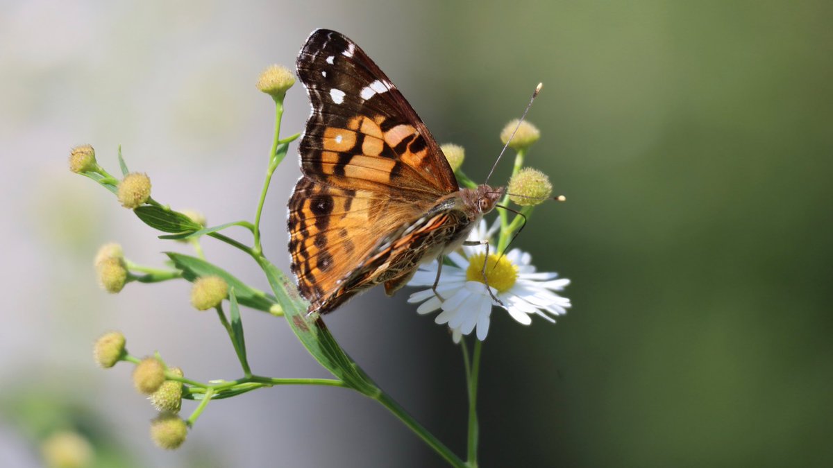 My 2nd annual trek to @GreenWoodHF with <a href="/LinnaeanNY/">The Linnaean Society of New York</a> yielded beautiful weather, good company, a lifer (Philadelphia Vireo) and a half (first great look at a Connecticut Warbler).