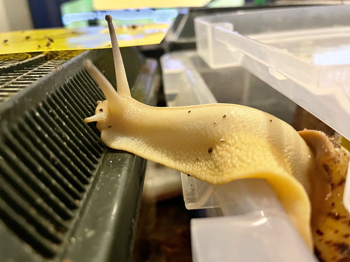 snailographer's tweet photo. “Knock knock”
“Who’s there?”
“It’s your neighbour Kami, can I come in?”
“…I’m coming in!”
#snailtember https://t.co/C5kcZz68iQ
