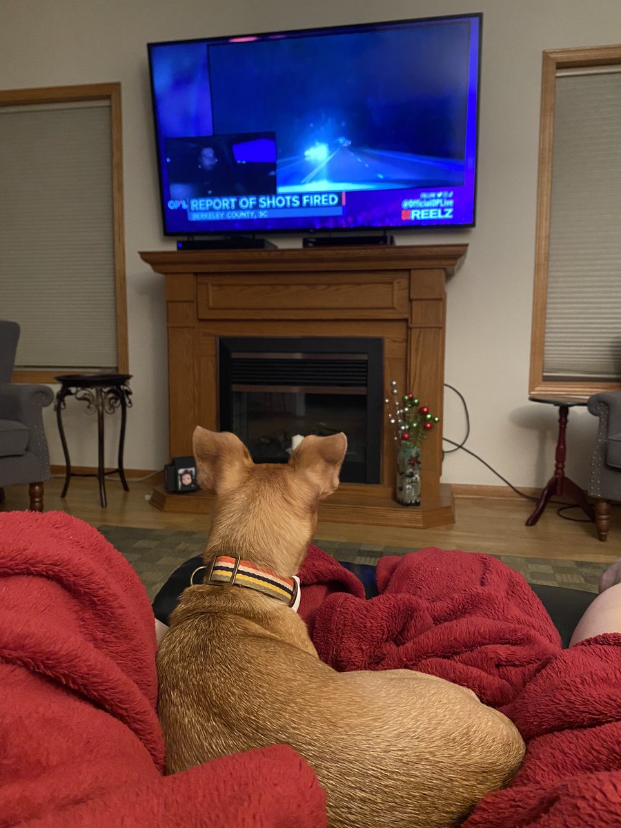 Ursula Grace loves watching  #OnPatrolLive more than ice cubes, puppy ice cream, chasing her ball, or busting perps on her own patrol.  #DogsofTwittter