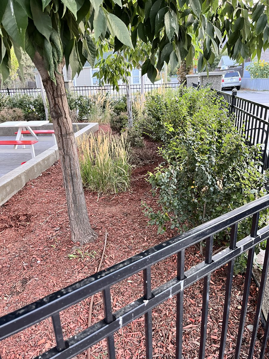 JoshuaKnaak's tweet photo. One of these if privately owned and maintained. The other is a park, owned by @cityofkamloops, 10 feet away. 

Can you guess which is which?

#Kamloops
#SpiritSquare 
#zeroshitsgiven https://t.co/7tgqnhRKbB