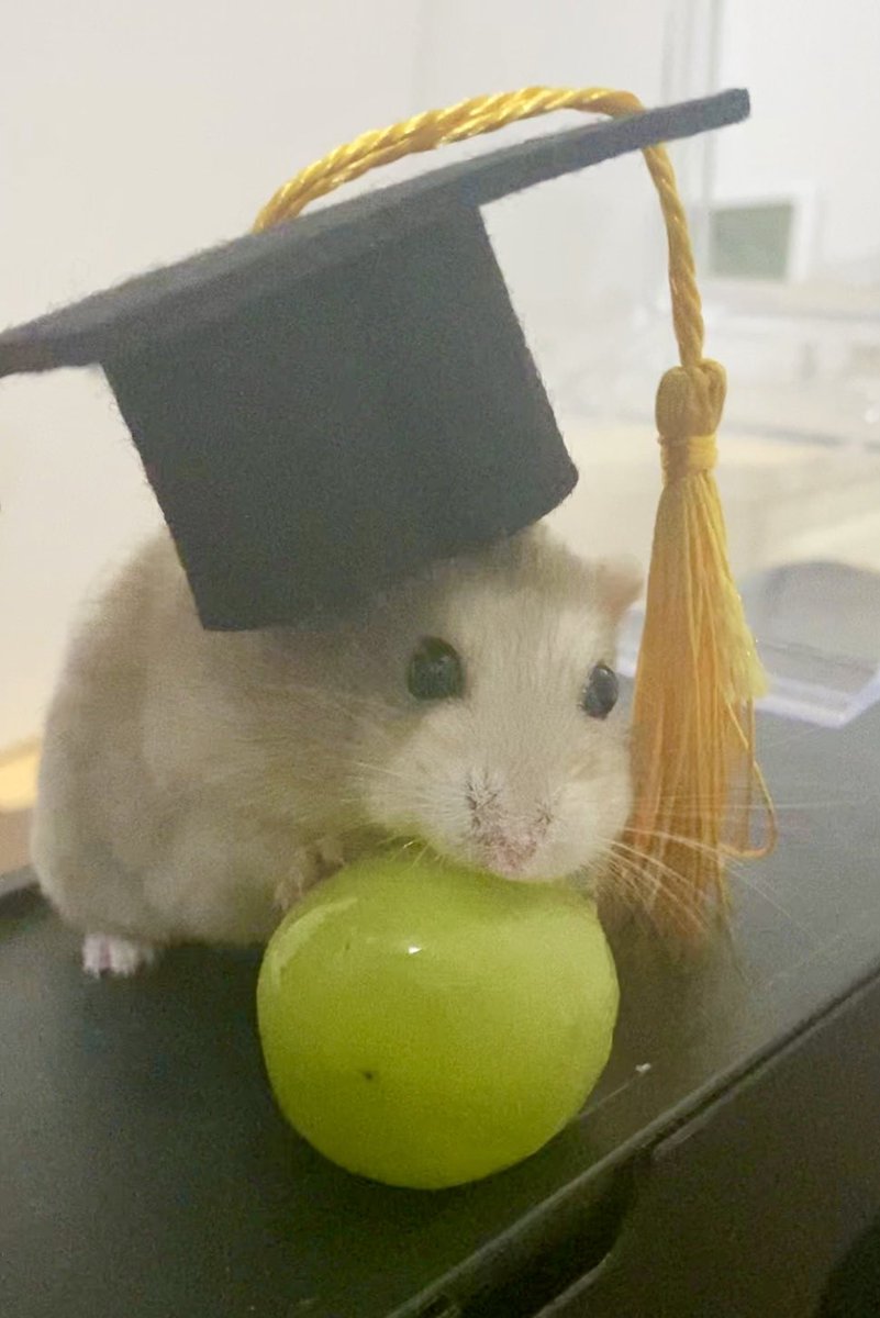 and_hamch's tweet photo. ハム大卒業🌸🎓🐹 https://t.co/OApq5bDUqb