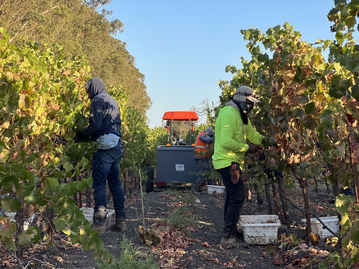 RobledoWinery's tweet photo. It’s the time of the season! 
Thankful for the hard work and love our vineyard crew gives working harvest 🍇

  #vineyardcrew #vino #wine #picking #sonoma #love #thankyou #crewlife #winery #robledo #harvest #hardwork #supportlocal #wineoclock https://t.co/qQu0vm6szp