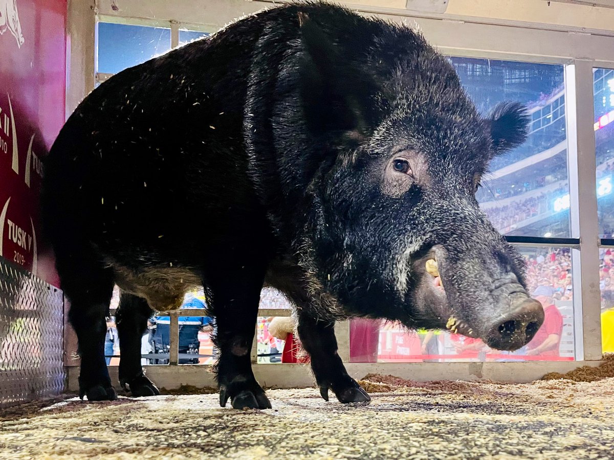 Tusk_UA's tweet photo. A WIN IS A WIN IS A WIN! MAKE THAT ✔️✔️✔️ IN THE WIN COLUMN!!! #WPS #OneRazorback 🐗🏈 https://t.co/uVkikCBPJY