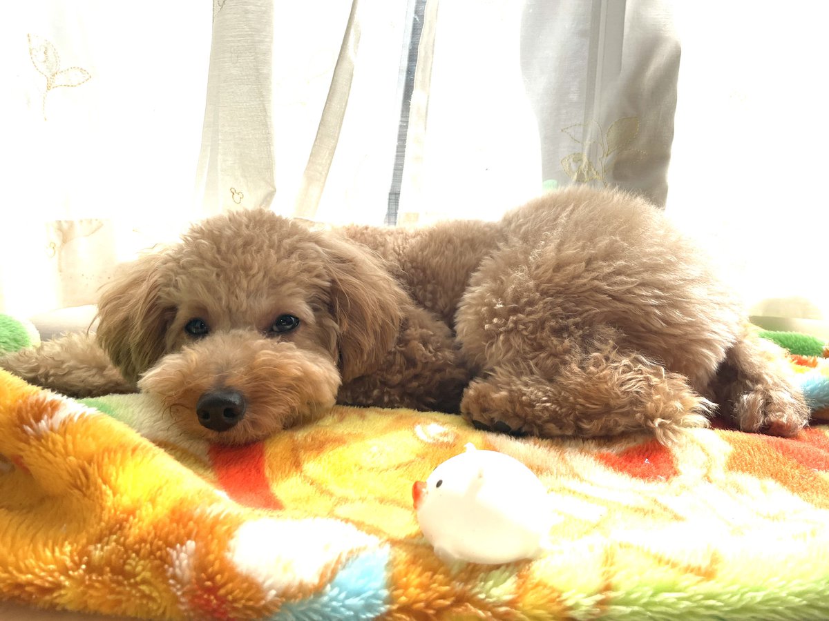 _rabu_kun's tweet photo. 窓の前の日が当たるらぶお気に入りの場所。
ゆらが真似してここで寝てみたらなかなか気持ちよかったみたい☺ https://t.co/J7pru1KC9g