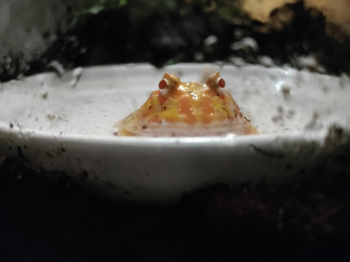 queen_gothicc's tweet photo. The real drama frog says Go fuck yourself https://t.co/ymeErpO300