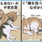 こんなにも共通点が･･･!「柴犬」と「猫」の共通点をイラスト付きで紹介したツイートが話題に!