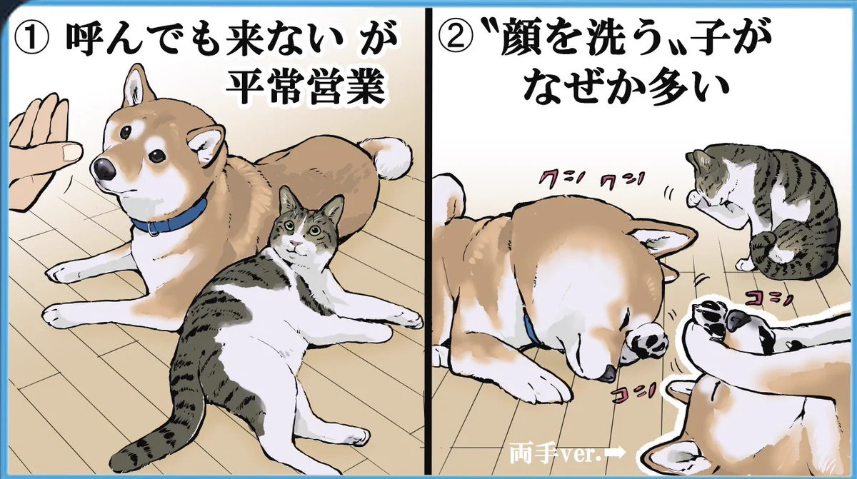 こんなにも共通点が･･･！「柴犬」と「猫」の共通点をイラスト付きで紹介したツイートが話題に！