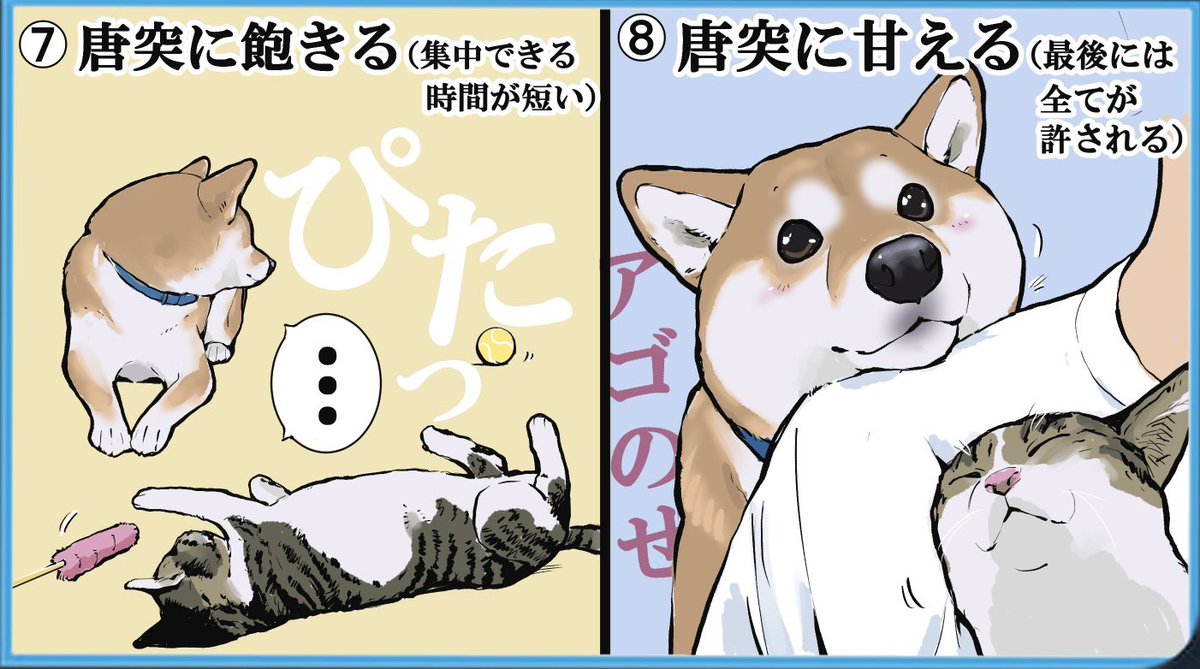 柴犬が猫っぽいと言われるところ 