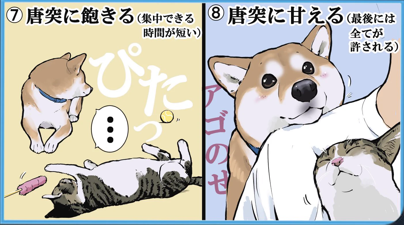 こんなにも共通点が･･･！「柴犬」と「猫」の共通点をイラスト付きで紹介したツイートが話題に！