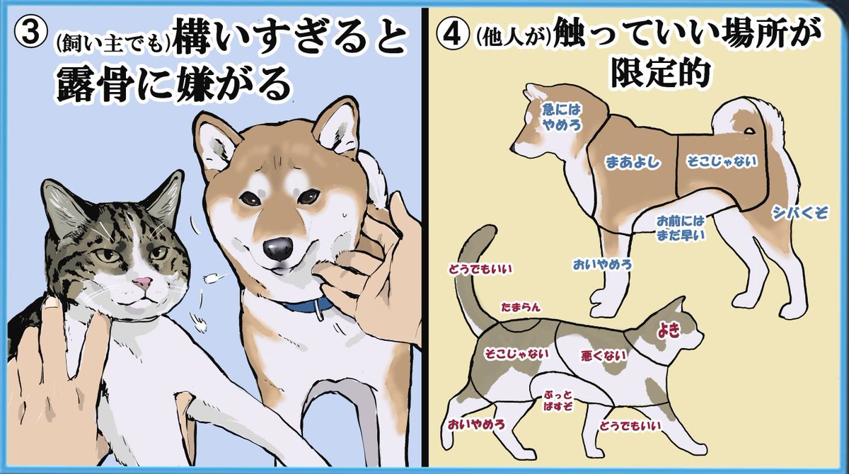 柴犬が猫っぽいと言われるところ 