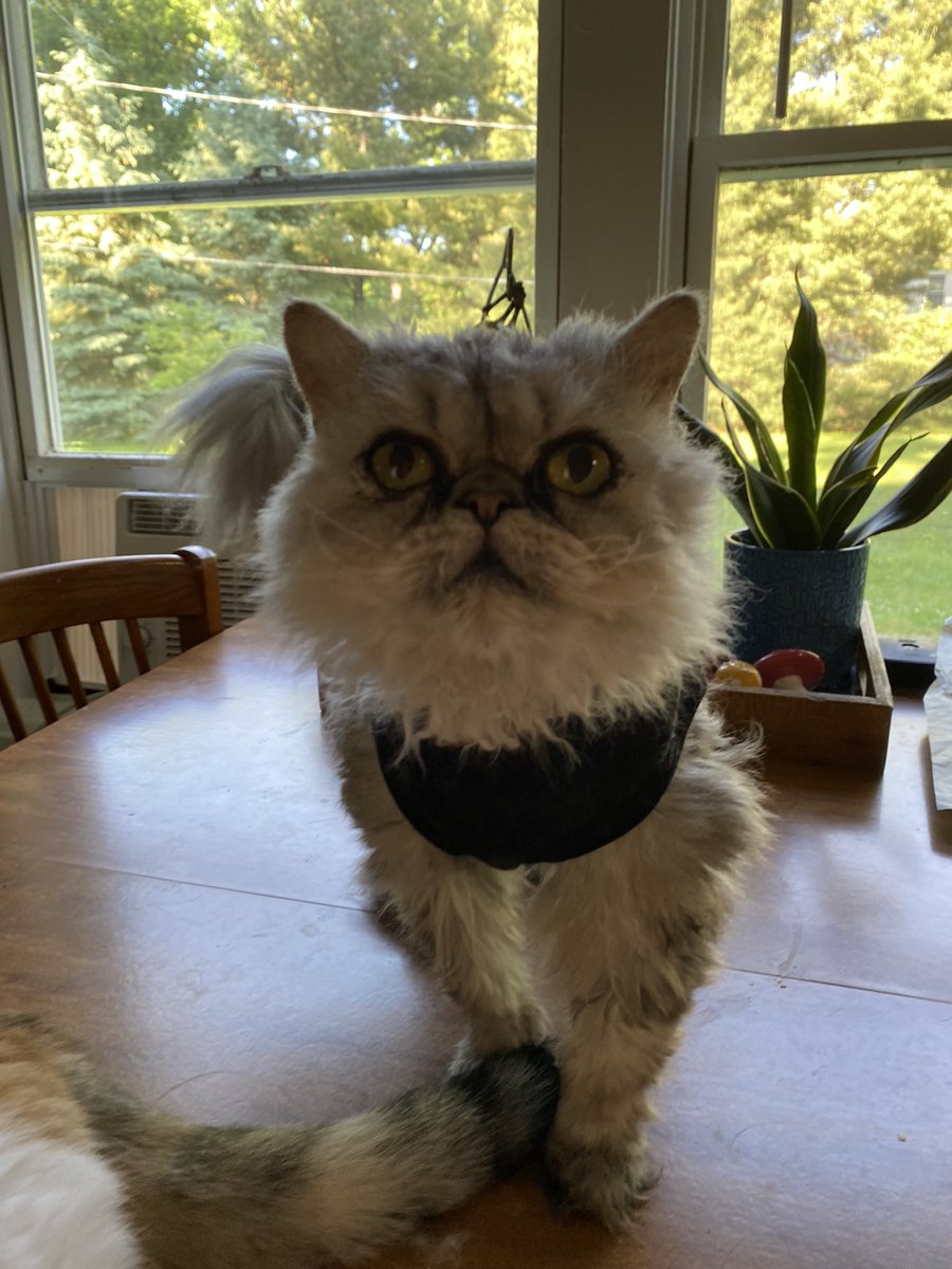 Comment Below what Lola should be for Halloween!!! (this is Lola)🎃🎃🎃🦇🦇🦇☠️☠️☠️