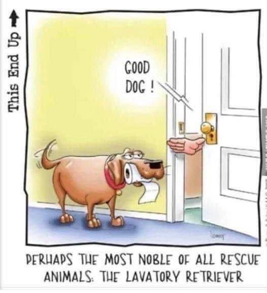 RubinTheDog's tweet photo. https://t.co/DQ6IKO0V9l
