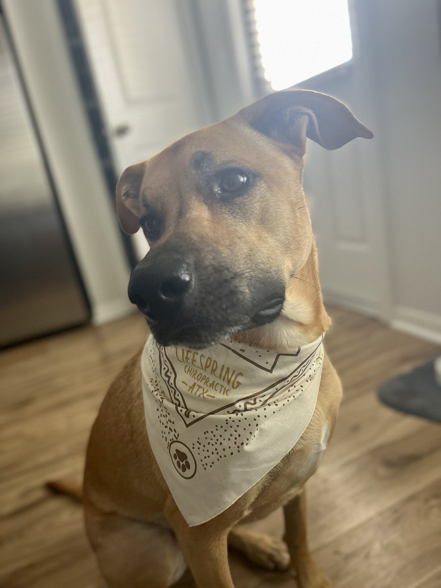 FrancisBCookin's tweet photo. My first time back on Twitter and it’s a pic of my dog #DogsOnTwitter https://t.co/NBtuIperkP