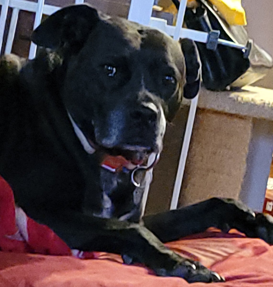 mgert69's tweet photo. Moments with Marley: These 3 Amgios..Lucy Rosie &amp; Marley. 
@JulesAllenxx @Berti_and_Ernie @dog_rates @ForRover https://t.co/HFMhqbtIyT