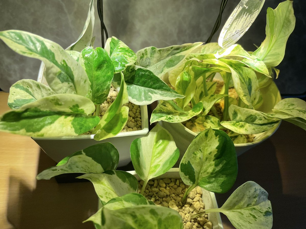 ポトス エクセレント 1芽 発根済 新芽展開中 Casadosorveteirochapeco Com Br
