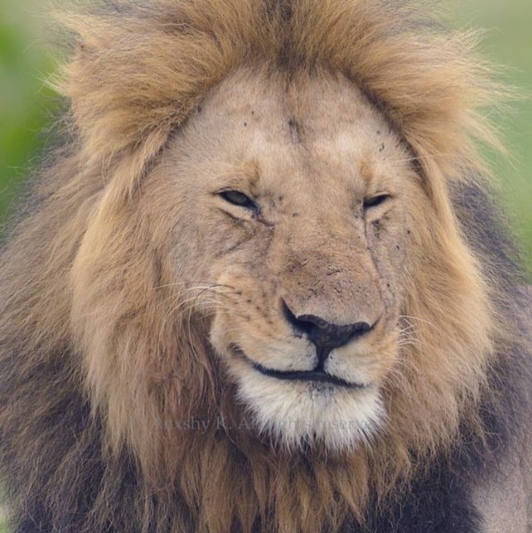 عِش ضَاحِكاً مَهمَا شَقِيت؛ إنَّ 
الجُروحَ بصَوتِ الضَّحِكِ تَلتَئِمُ