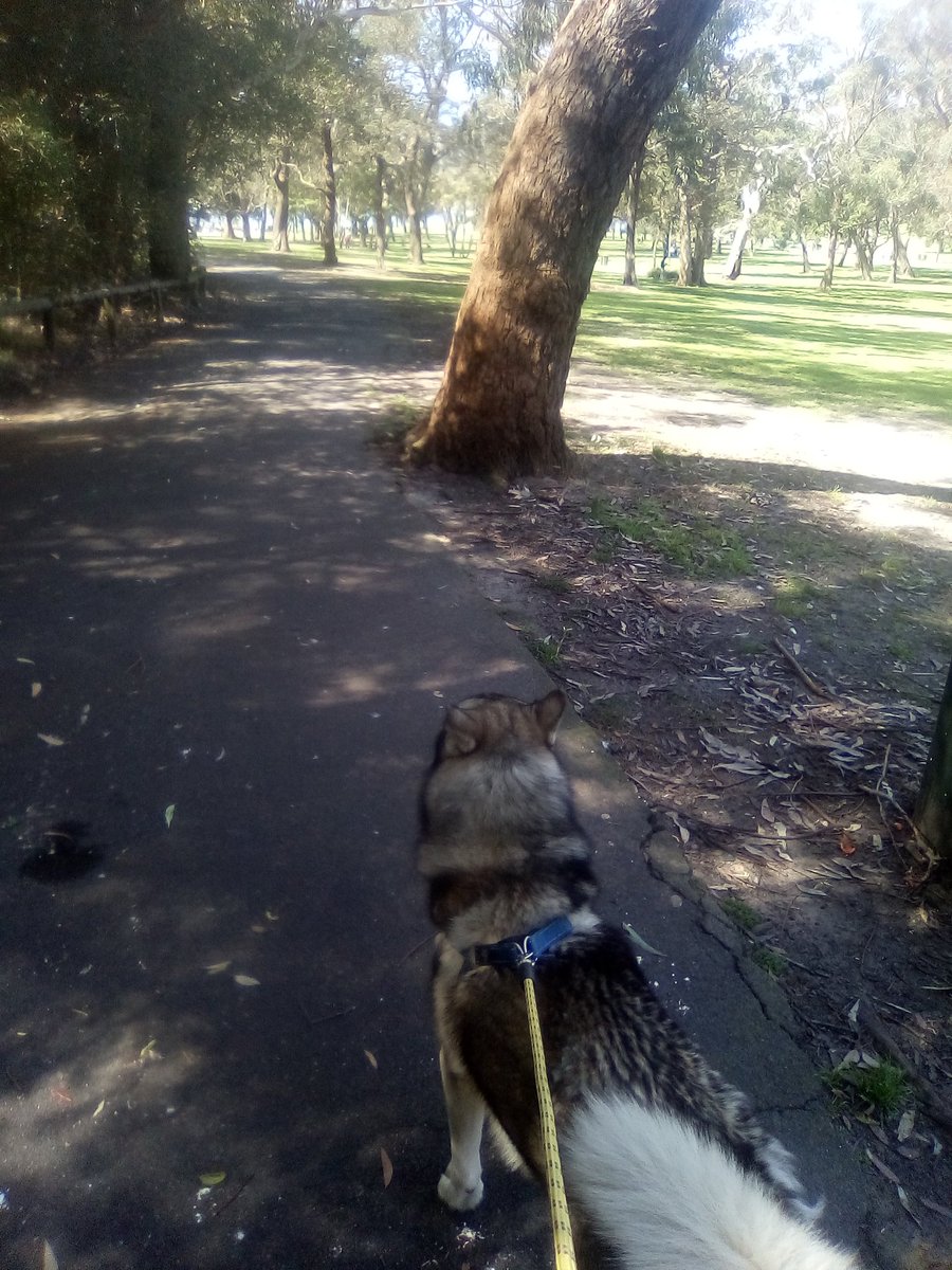 tethatogether's tweet image. Morning walk with The Bear. #sydneyspring #huski 😀🐺