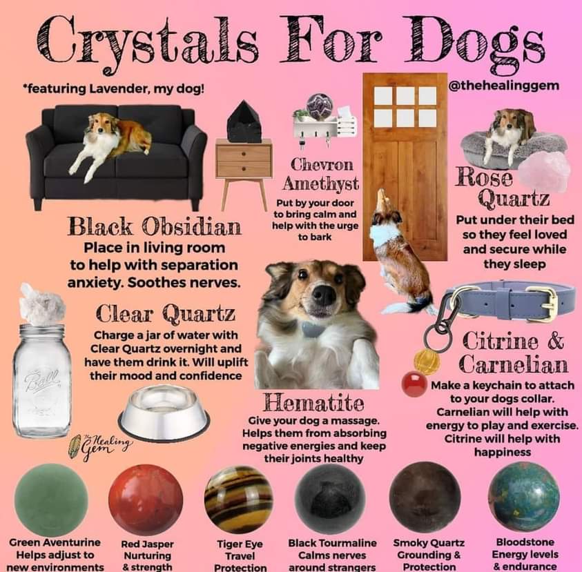 thewitchbrmclst's tweet photo. Crystals for dogs https://t.co/gzZ3KOo9fJ