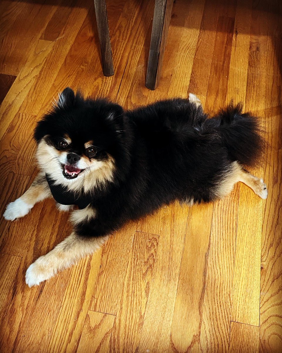 FrCollinPoston's tweet photo. So: who’s cuter…? Very tempted to say “wrong answers only” but that’s ‘cuz I know who’s gonna win… #learninghumility #doglife #OttoGrotto #happySunday #hope #smile #pax 🐕 https://t.co/MW0kxpNrqa