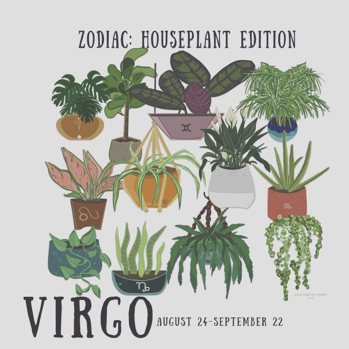 HighSunCreation's tweet photo. Only a couple days left 😅 

#VirgoSeason #virgos #astrology #houseplants https://t.co/umF5gALFBL