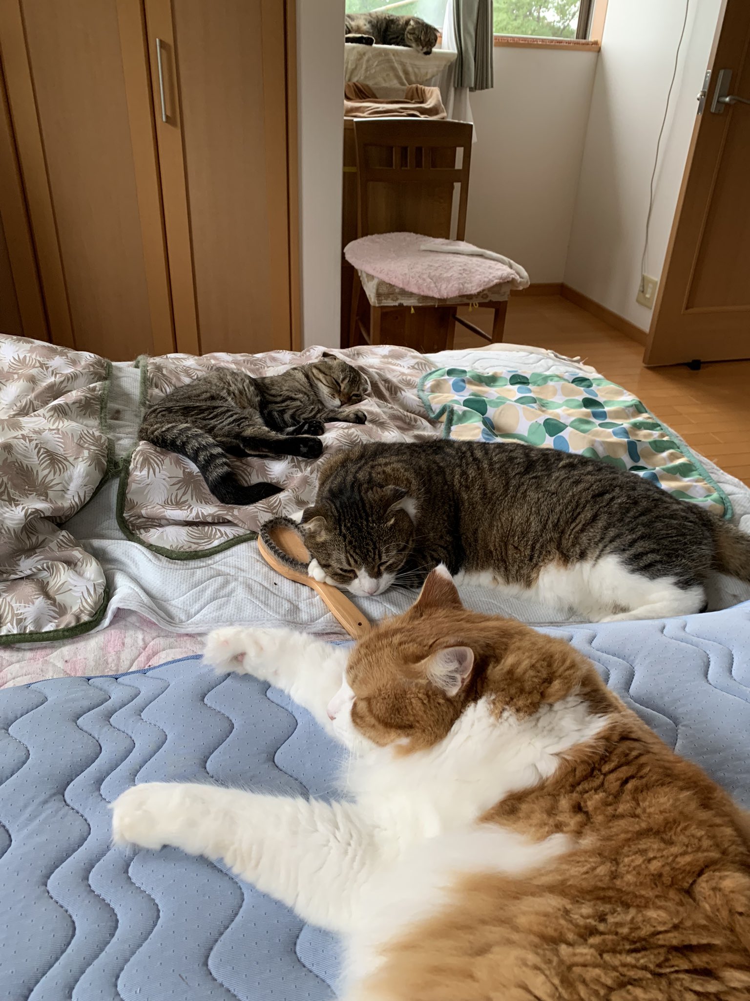 4匹の猫 Twitter Search Twitter