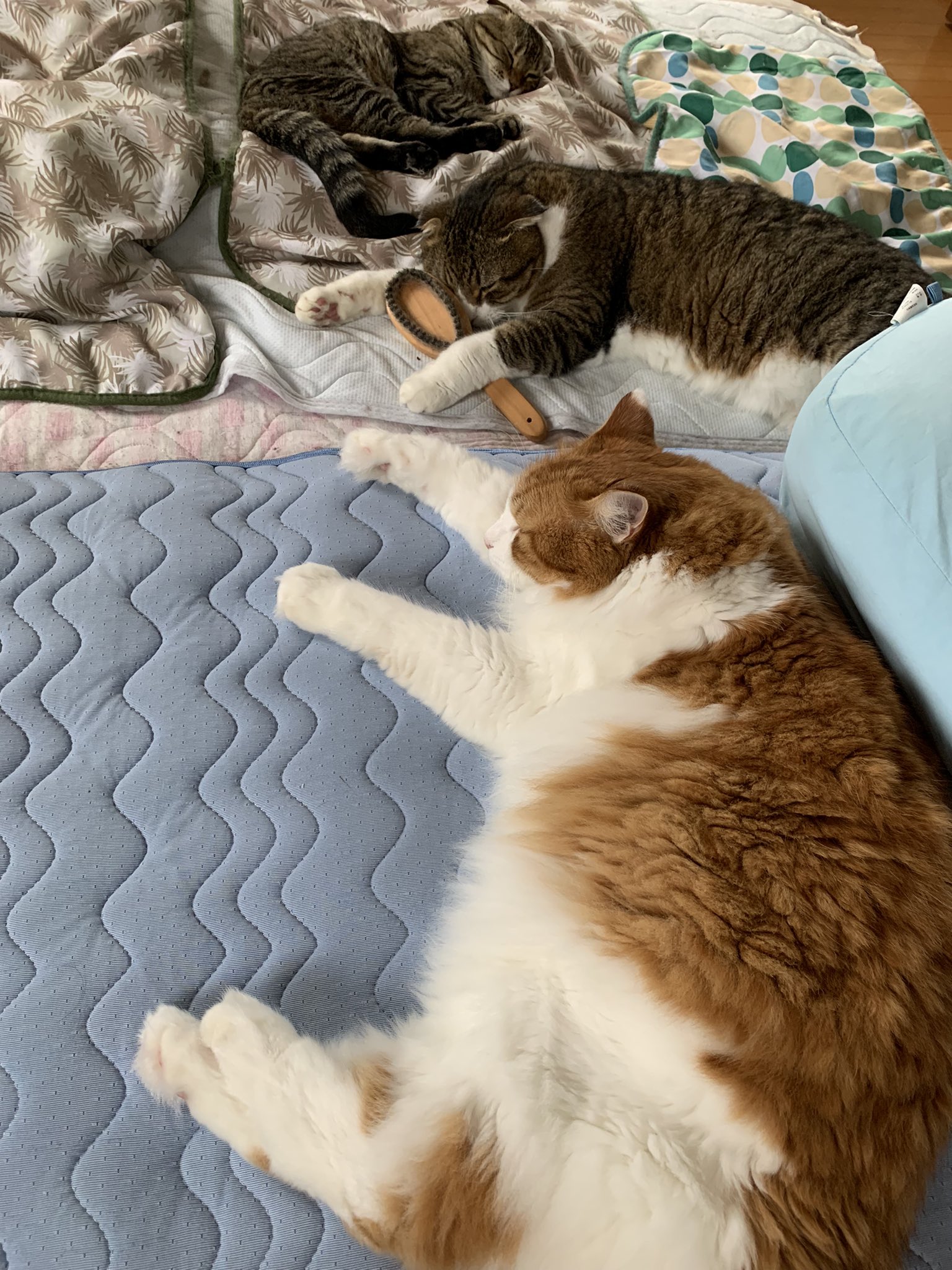 4匹の猫 Twitter Search Twitter