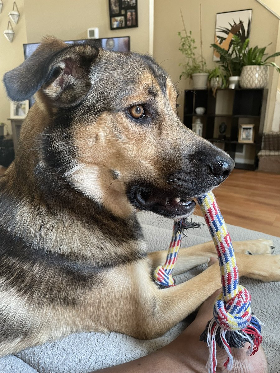 CiaraT_LCSW's tweet photo. Self care Saturday = spending time with Mr. Clifford 🤎🐾

#SelfCareSaturday #puppylove #MentalHealthAwareness https://t.co/UvYUdUQO6q