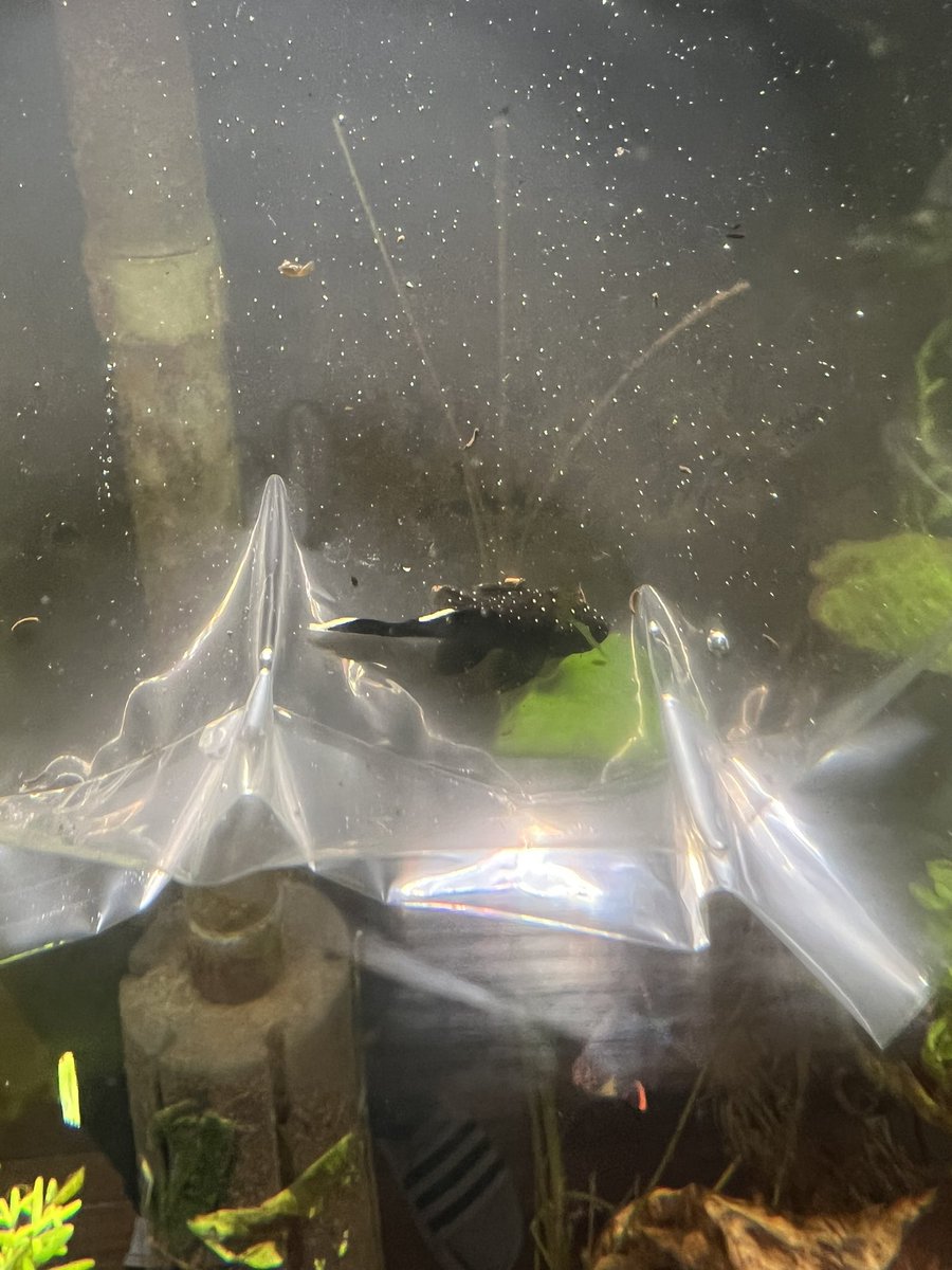 ThaiCaliber's tweet photo. New addition to the community tank! #L183 #StarlightPleco https://t.co/tYX9QHkAg4