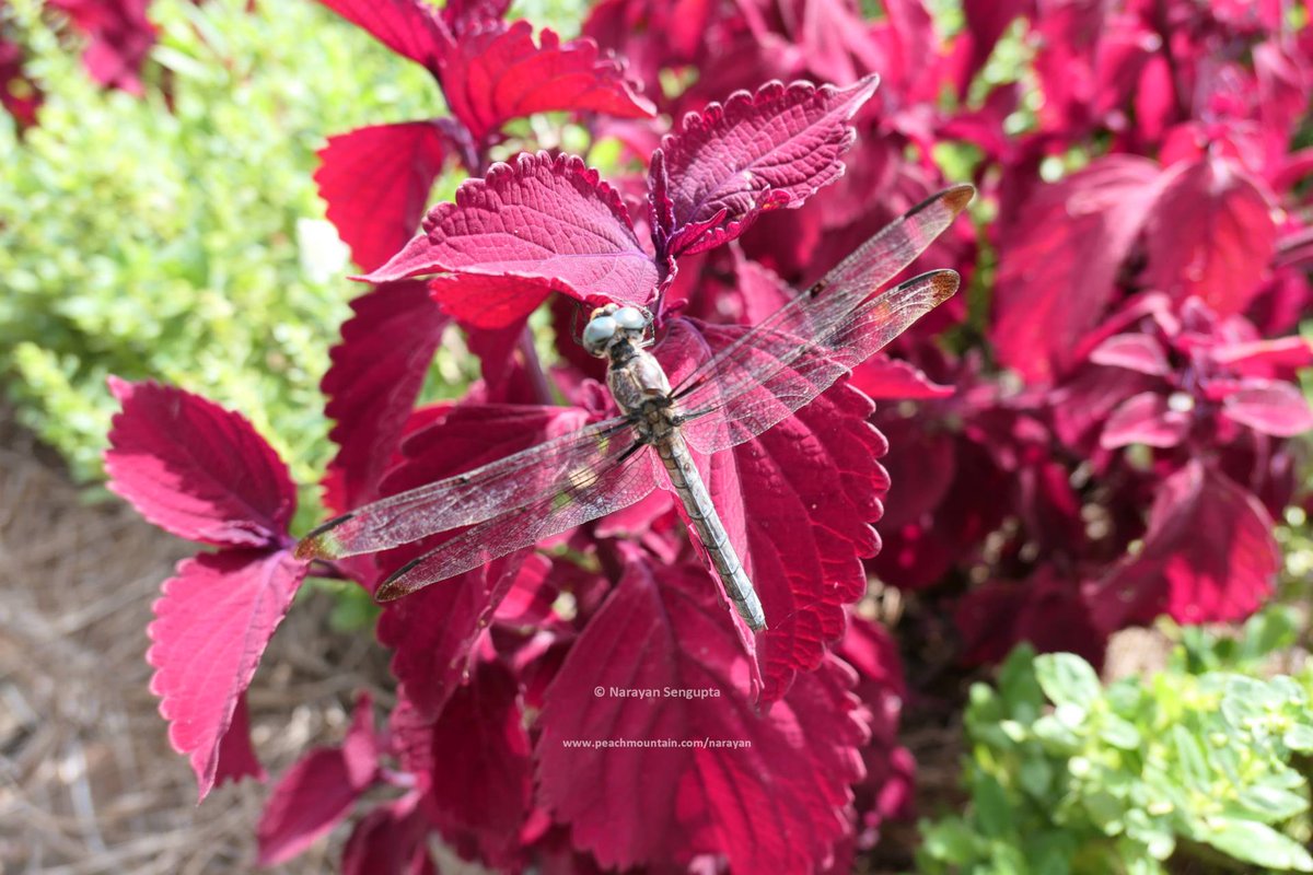 USAS History, Travel, Tech, Equality on Twitter "Nature flowers butterflies insects