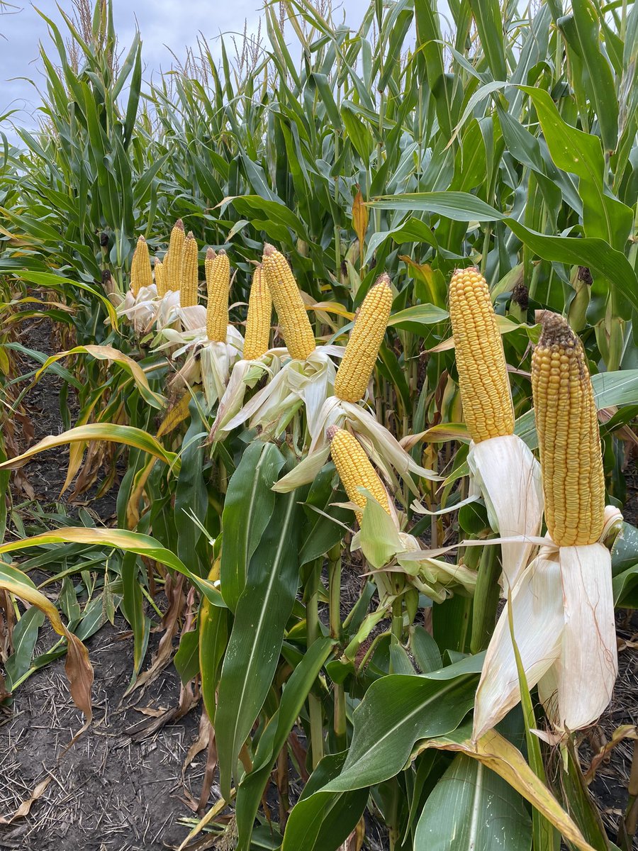 SlaterLevi's tweet photo. P8859AM seems to be able to move north. 3/4 milk line right around 2000 gdus from plant date. great drought tolerance and all around agronomics. Excited to get the combine in this field. https://t.co/ENoJty9IOc