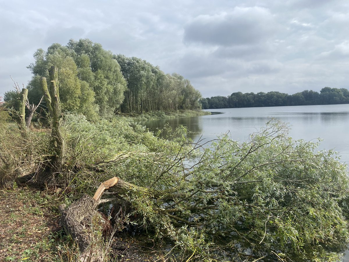 Messy vs tidy? Which attracts more wildlife? At the north east end of Roman Lake at #GodmanchesterNR we’ve been laying, coppicing and pollarding willows along the water’s edge to prolong tree’s lifespans and to create more interesting habitat structure <a href="/wildlifebcn/">The Wildlife Trust for Beds, Cambs & Northants</a>