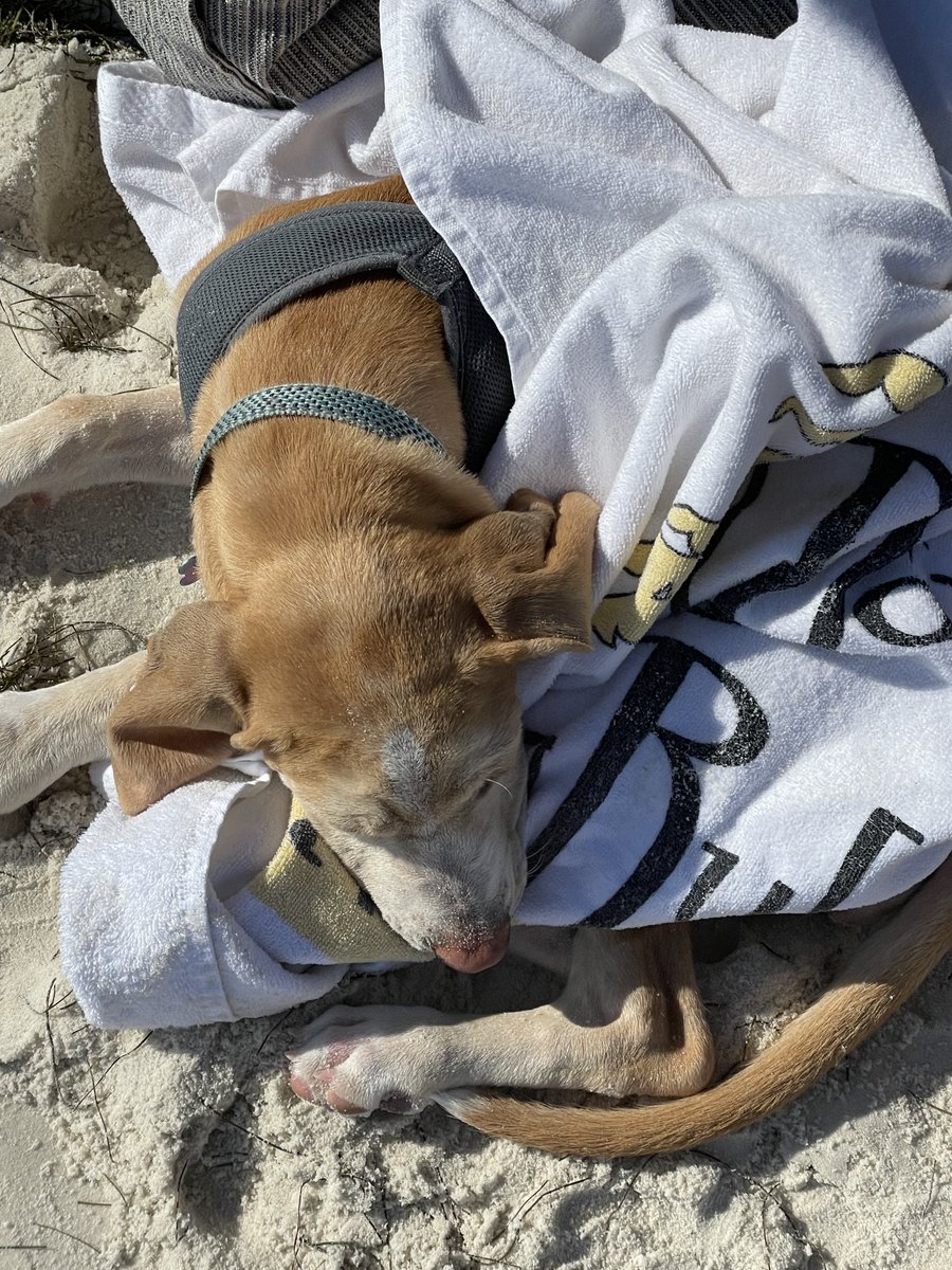 Oh I wish I had been able to catch her frolicking in the sand and waves! She ran up and down the beach smelling and attacking all the seaweed, then laid down for a 2-hour nap on the beach! #spoiled #beachturd #saltykisses #oceandreaming