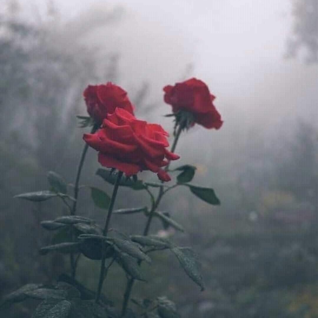 صباح الورد والياسمين