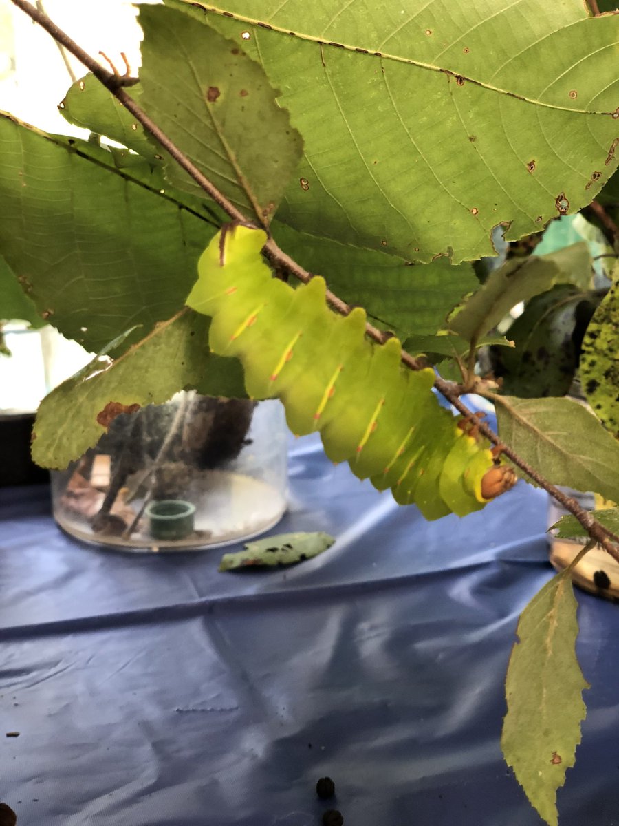 MsAllynsClass's tweet photo. Endless fun today at #BugFest22 πππͺ²πͺ³ https://t.co/FRIk92QElk
