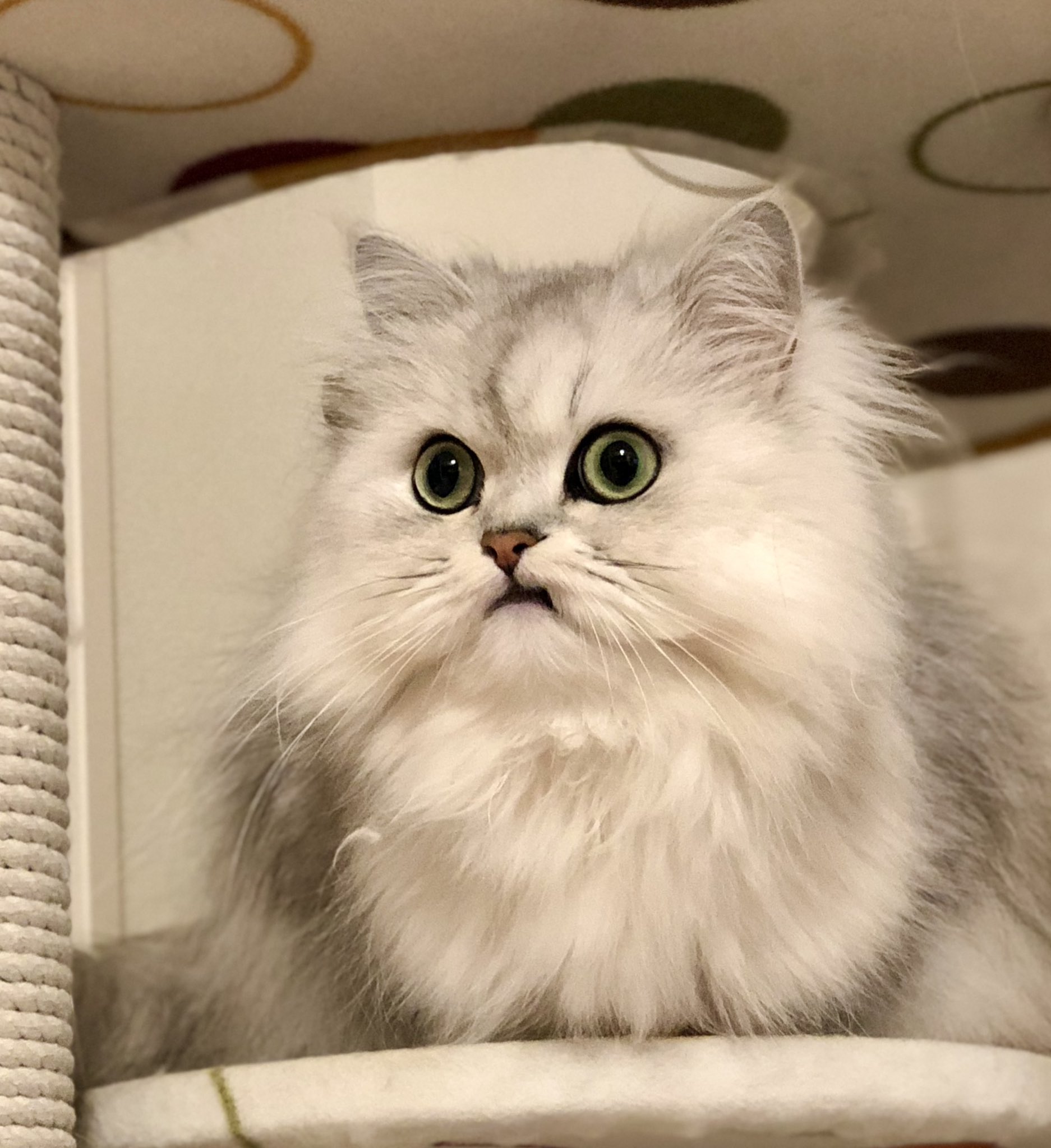 ホワイトタイガーとチンチラシルバー猫ちゃんのブローチ Miraistudy Jp