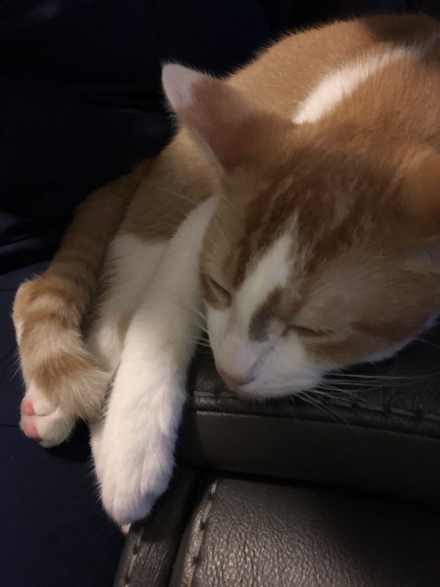 Stephanie Kelly tweet media