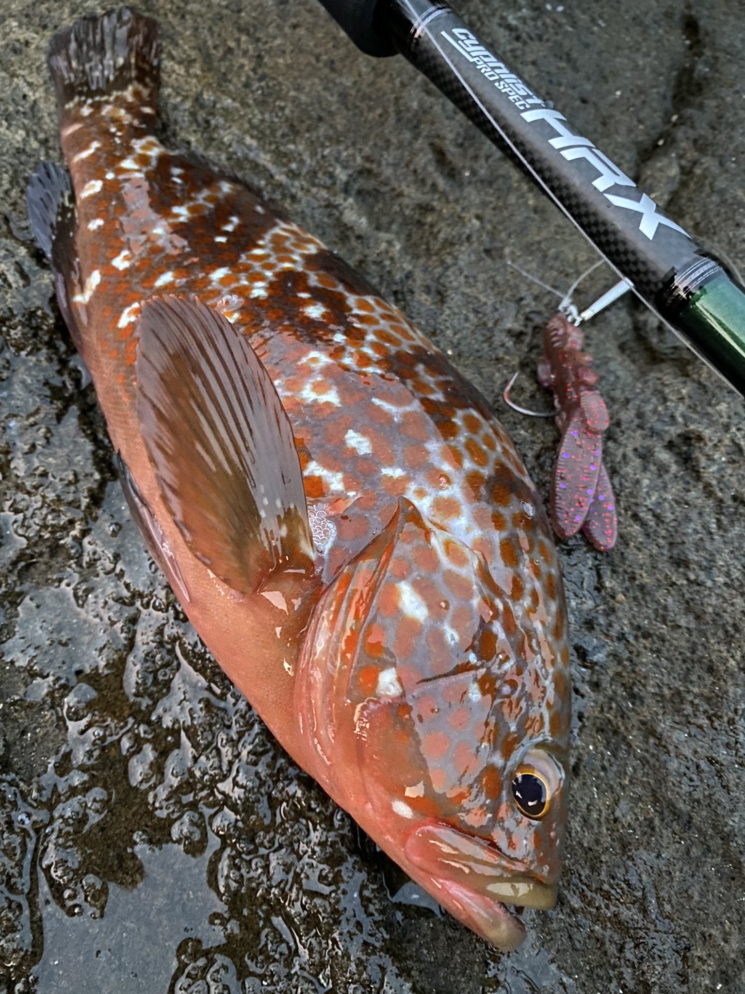 ハセガワ on Twitter: "人は居ないし新たなポイントも見つけた ️ やっぱりシャローエリアの釣りは楽しい😆 今日は気持ちの良い朝でし