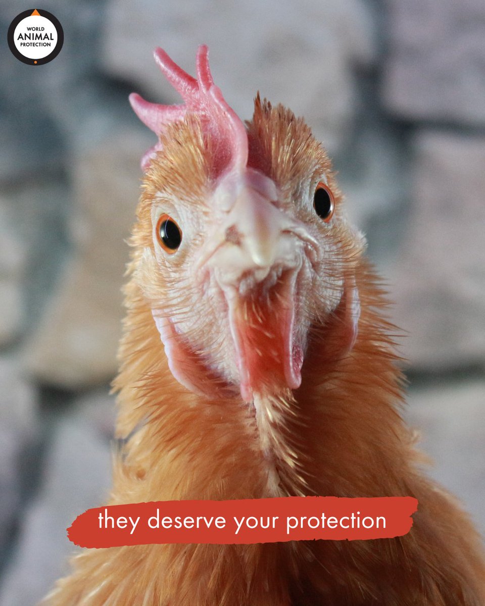 World Animal Protection US on Twitter "Chickens are some of the most