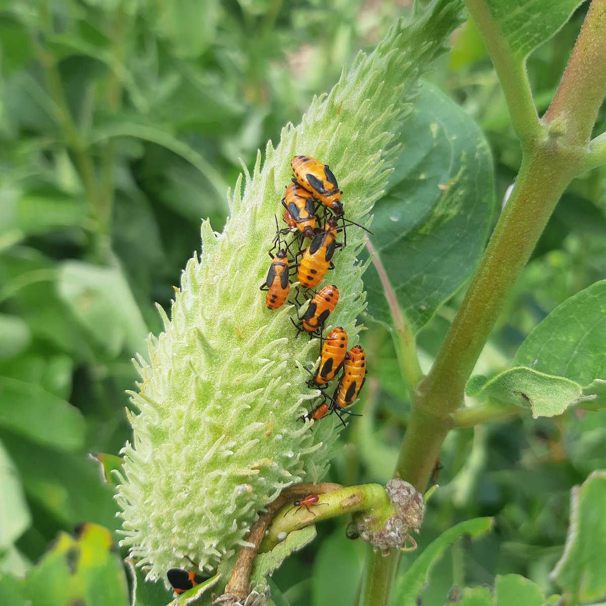 Large Milkweed Bugs hanging out.  #insects #outdooreducation #bugs