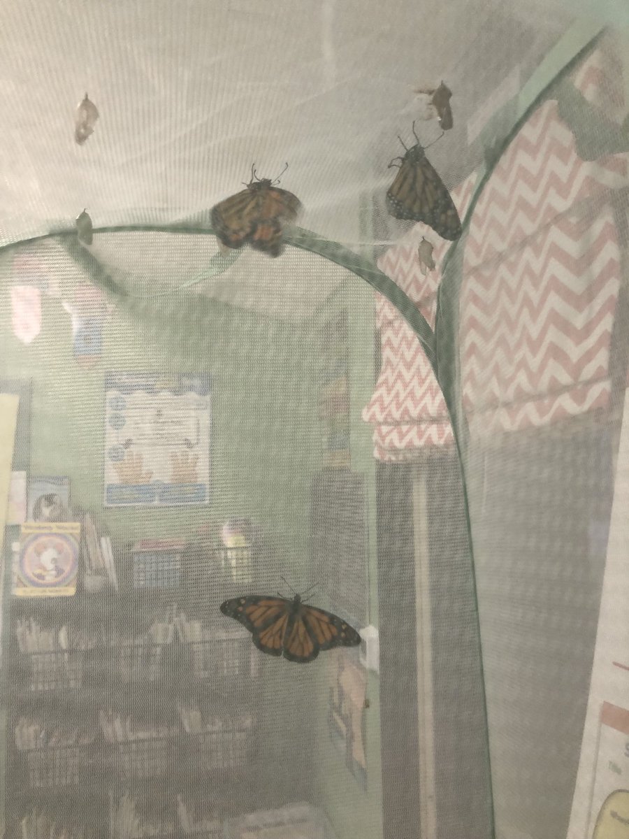 Add 3 more! 🙌🍊🍊🍊 #monarchsmigrate   #flyingtoMexico. #unionSTEAM