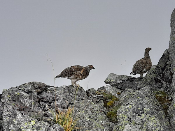 SnufkinJapanes1's tweet photo. The last mountain is Mt. Hotakadake.
There were many rock ptarmigans between Mt. Yarigatake and Mt. Hotakadake🥰
#Vanllife and wandering the best 100 #mountains in #Japan 95th day. 
99/100 mountains. https://t.co/BJykPjjtur