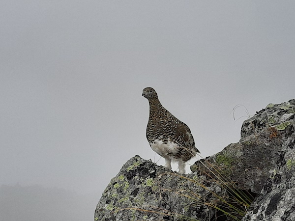 SnufkinJapanes1's tweet photo. The last mountain is Mt. Hotakadake.
There were many rock ptarmigans between Mt. Yarigatake and Mt. Hotakadake🥰
#Vanllife and wandering the best 100 #mountains in #Japan 95th day. 
99/100 mountains. https://t.co/BJykPjjtur