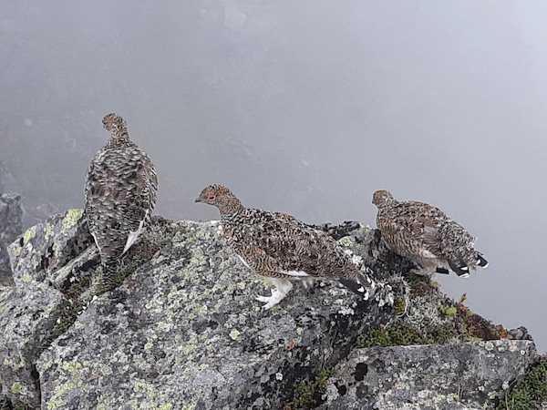 SnufkinJapanes1's tweet photo. The last mountain is Mt. Hotakadake.
There were many rock ptarmigans between Mt. Yarigatake and Mt. Hotakadake🥰
#Vanllife and wandering the best 100 #mountains in #Japan 95th day. 
99/100 mountains. https://t.co/BJykPjjtur