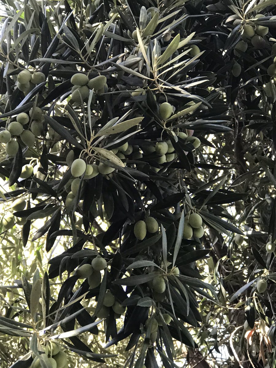 RobertWBeaver's tweet photo. I'm an olive farmer this year. #california #olives https://t.co/gnpaVgs2Zz