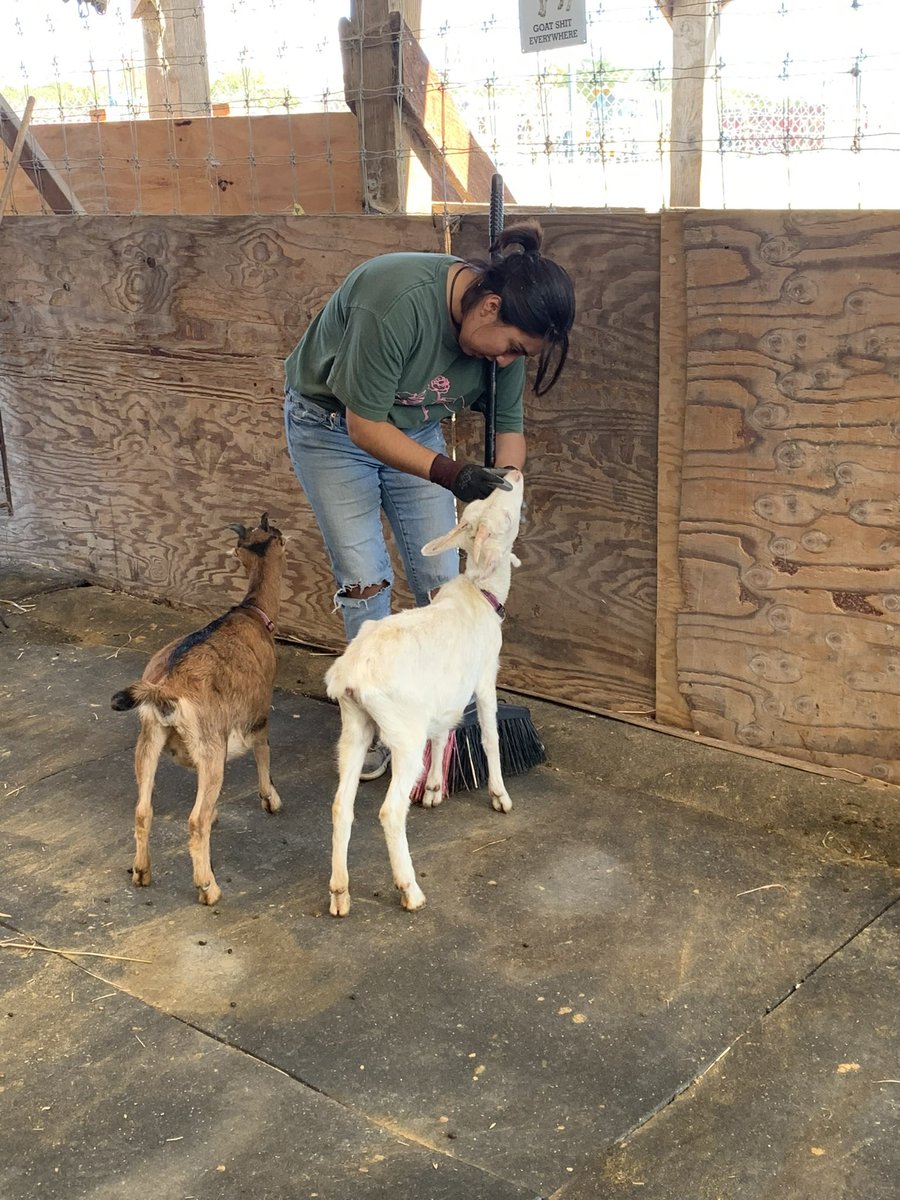 amvillanueva19's tweet photo. First day volunteering with @CityGrazing! Spent the morning with these guys and had lots of fun! I’m looking forward to spending more time with them! #conservationbio https://t.co/S0uJvCpT9J