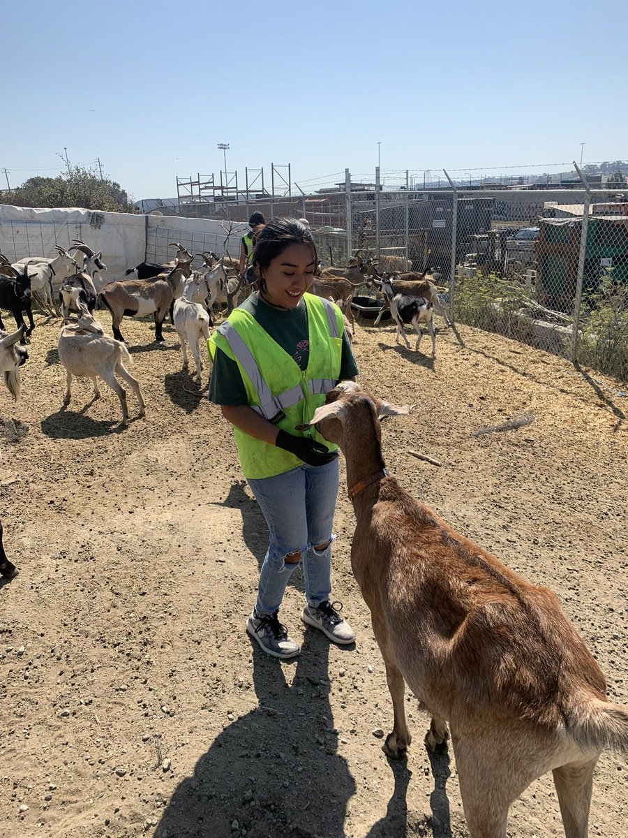 amvillanueva19's tweet photo. First day volunteering with @CityGrazing! Spent the morning with these guys and had lots of fun! I’m looking forward to spending more time with them! #conservationbio https://t.co/S0uJvCpT9J