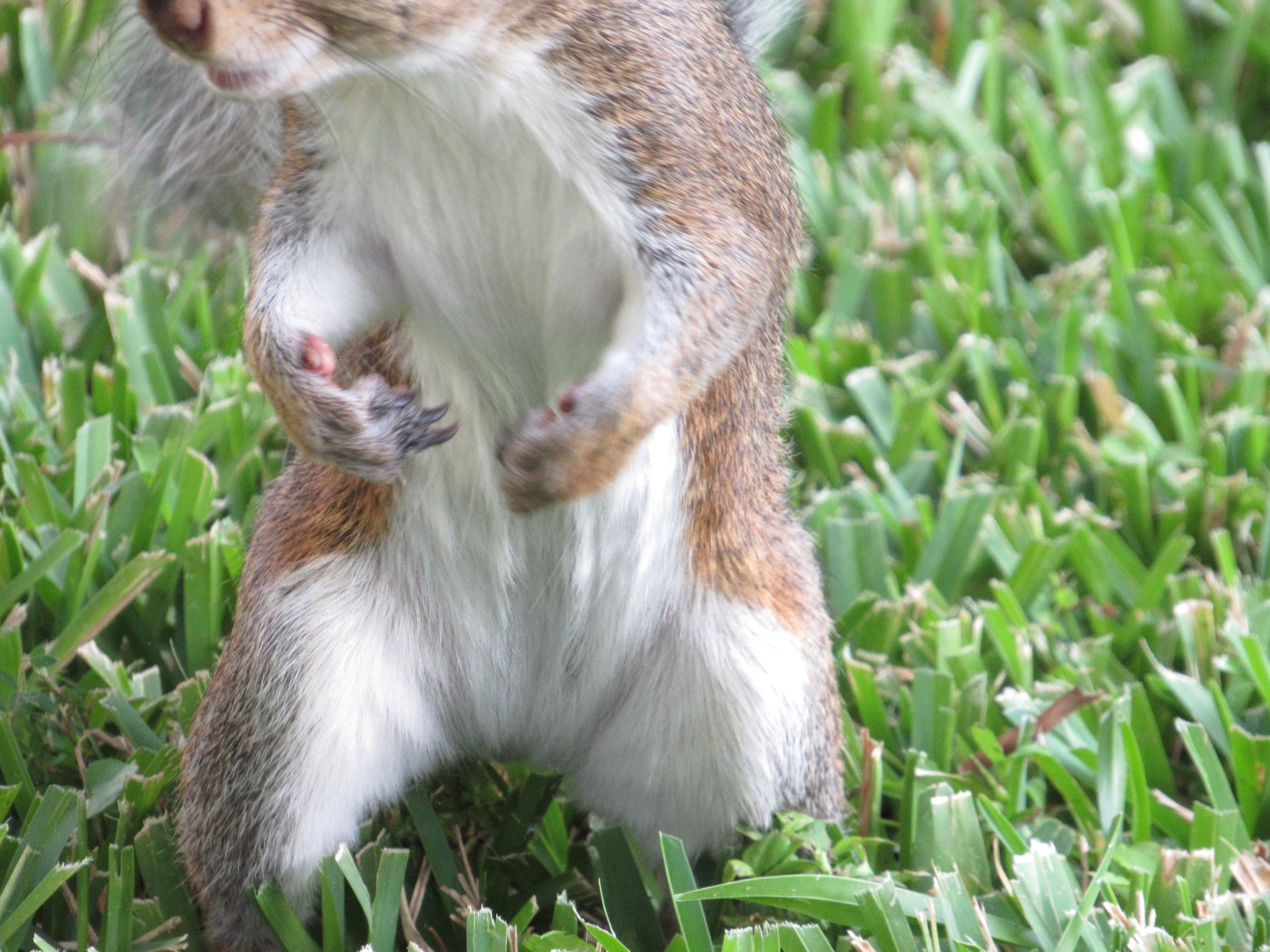 Scooter Davis on Twitter "Squirrel photo bomb 💣 https//t.co